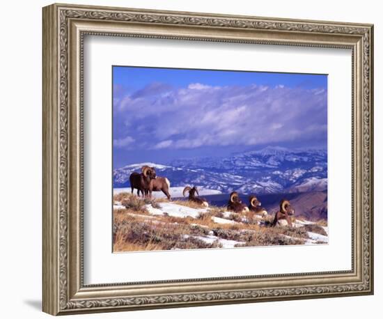 Six Bighorn Rams, Whiskey Mountain, Wyoming, USA-Howie Garber-Framed Photographic Print