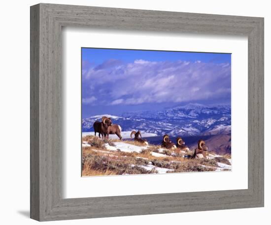 Six Bighorn Rams, Whiskey Mountain, Wyoming, USA-Howie Garber-Framed Photographic Print