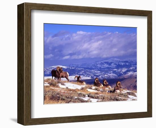 Six Bighorn Rams, Whiskey Mountain, Wyoming, USA-Howie Garber-Framed Photographic Print