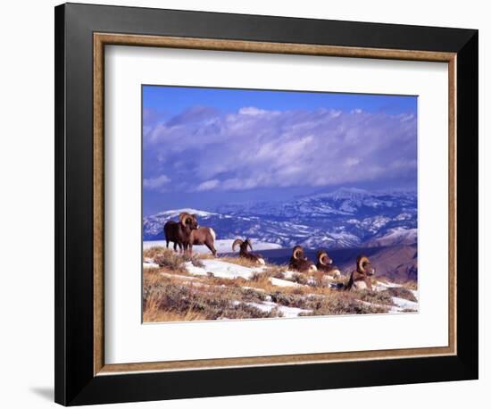 Six Bighorn Rams, Whiskey Mountain, Wyoming, USA-Howie Garber-Framed Photographic Print