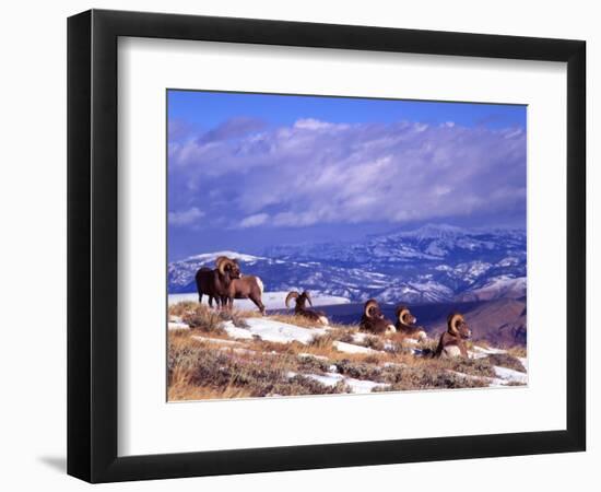 Six Bighorn Rams, Whiskey Mountain, Wyoming, USA-Howie Garber-Framed Photographic Print