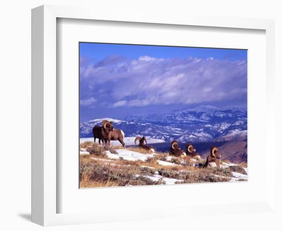 Six Bighorn Rams, Whiskey Mountain, Wyoming, USA-Howie Garber-Framed Photographic Print