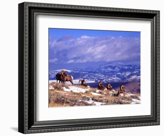 Six Bighorn Rams, Whiskey Mountain, Wyoming, USA-Howie Garber-Framed Photographic Print