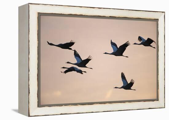 Six Common Cranes (Grus Grus) in Flight at Sunrise, Brandenburg, Germany, October 2008-Florian Möllers-Framed Premier Image Canvas