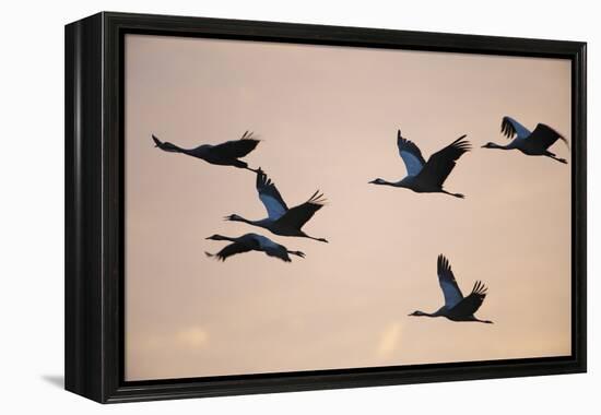 Six Common Cranes (Grus Grus) in Flight at Sunrise, Brandenburg, Germany, October 2008-Florian Möllers-Framed Premier Image Canvas