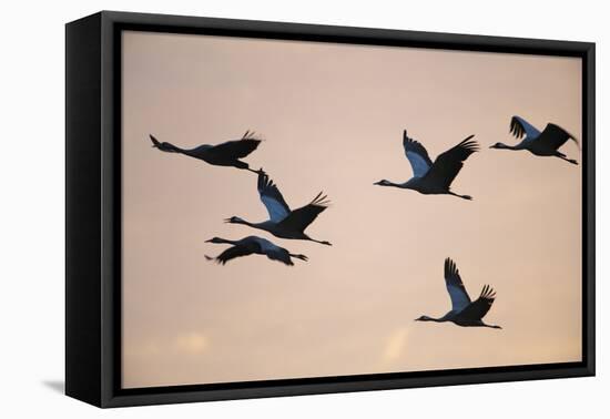 Six Common Cranes (Grus Grus) in Flight at Sunrise, Brandenburg, Germany, October 2008-Florian Möllers-Framed Premier Image Canvas