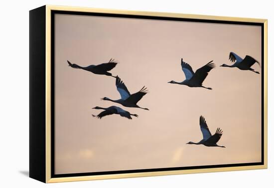 Six Common Cranes (Grus Grus) in Flight at Sunrise, Brandenburg, Germany, October 2008-Florian Möllers-Framed Premier Image Canvas