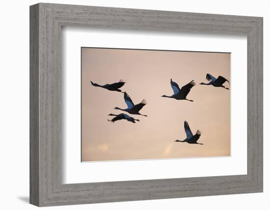 Six Common Cranes (Grus Grus) in Flight at Sunrise, Brandenburg, Germany, October 2008-Florian Möllers-Framed Photographic Print