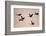 Six Common Cranes (Grus Grus) in Flight at Sunrise, Brandenburg, Germany, October 2008-Florian Möllers-Framed Photographic Print