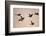 Six Common Cranes (Grus Grus) in Flight at Sunrise, Brandenburg, Germany, October 2008-Florian Möllers-Framed Photographic Print