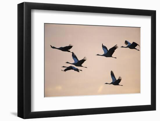 Six Common Cranes (Grus Grus) in Flight at Sunrise, Brandenburg, Germany, October 2008-Florian Möllers-Framed Photographic Print