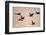 Six Common Cranes (Grus Grus) in Flight at Sunrise, Brandenburg, Germany, October 2008-Florian Möllers-Framed Photographic Print