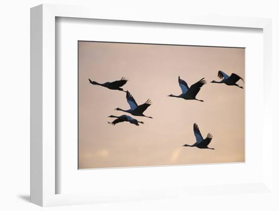 Six Common Cranes (Grus Grus) in Flight at Sunrise, Brandenburg, Germany, October 2008-Florian Möllers-Framed Photographic Print