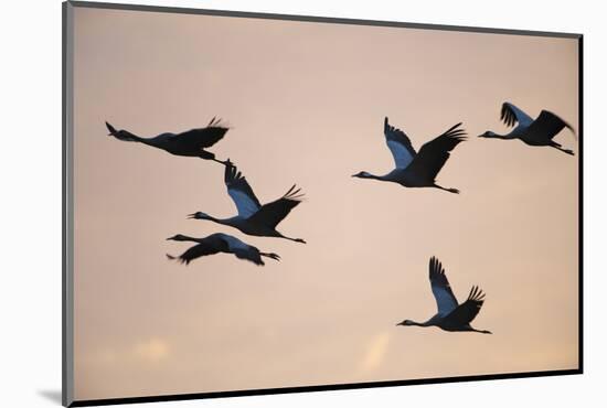 Six Common Cranes (Grus Grus) in Flight at Sunrise, Brandenburg, Germany, October 2008-Florian Möllers-Mounted Photographic Print