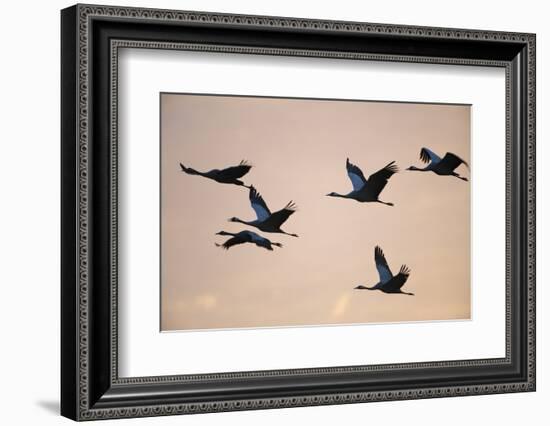 Six Common Cranes (Grus Grus) in Flight at Sunrise, Brandenburg, Germany, October 2008-Florian Möllers-Framed Photographic Print