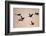 Six Common Cranes (Grus Grus) in Flight at Sunrise, Brandenburg, Germany, October 2008-Florian Möllers-Framed Photographic Print