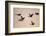 Six Common Cranes (Grus Grus) in Flight at Sunrise, Brandenburg, Germany, October 2008-Florian Möllers-Framed Photographic Print