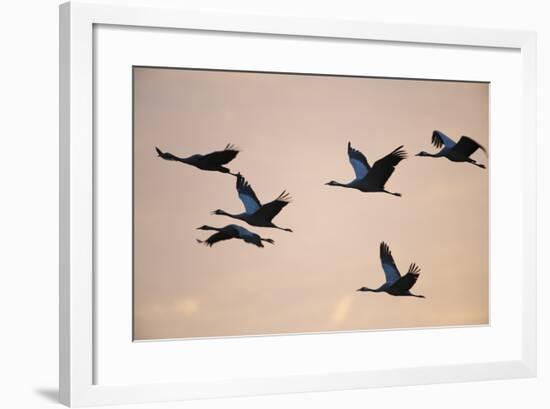 Six Common Cranes (Grus Grus) in Flight at Sunrise, Brandenburg, Germany, October 2008-Florian Möllers-Framed Photographic Print