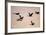 Six Common Cranes (Grus Grus) in Flight at Sunrise, Brandenburg, Germany, October 2008-Florian Möllers-Framed Photographic Print