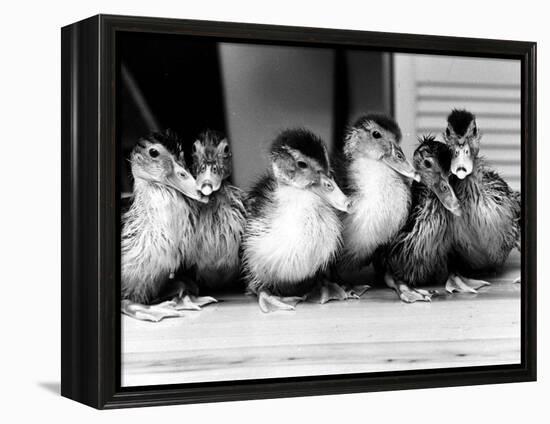 Six Ducklings Who were Abandoned by Their Mother, Being Given Swimming Lessons, July 1977-null-Framed Premier Image Canvas