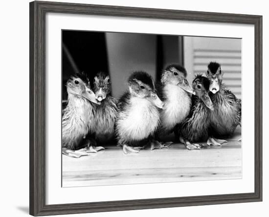 Six Ducklings Who were Abandoned by Their Mother, Being Given Swimming Lessons, July 1977-null-Framed Photographic Print