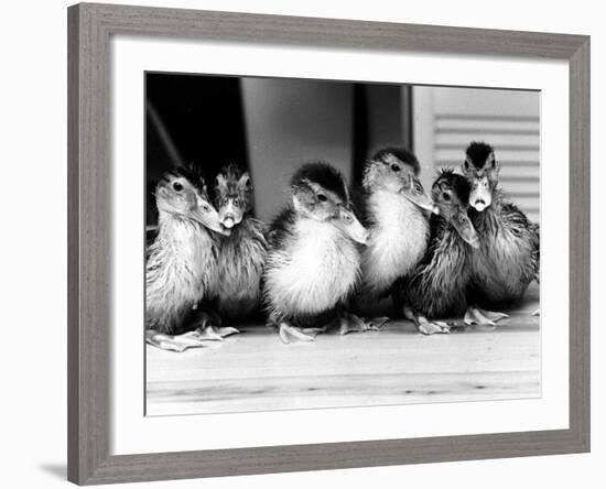 Six Ducklings Who were Abandoned by Their Mother, Being Given Swimming Lessons, July 1977-null-Framed Photographic Print