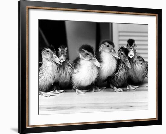 Six Ducklings Who were Abandoned by Their Mother, Being Given Swimming Lessons, July 1977-null-Framed Photographic Print