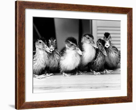 Six Ducklings Who were Abandoned by Their Mother, Being Given Swimming Lessons, July 1977-null-Framed Photographic Print