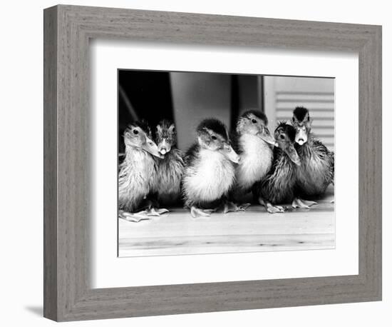 Six Ducklings Who were Abandoned by Their Mother, Being Given Swimming Lessons, July 1977-null-Framed Photographic Print