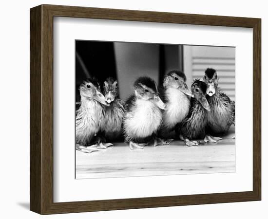 Six Ducklings Who were Abandoned by Their Mother, Being Given Swimming Lessons, July 1977-null-Framed Photographic Print