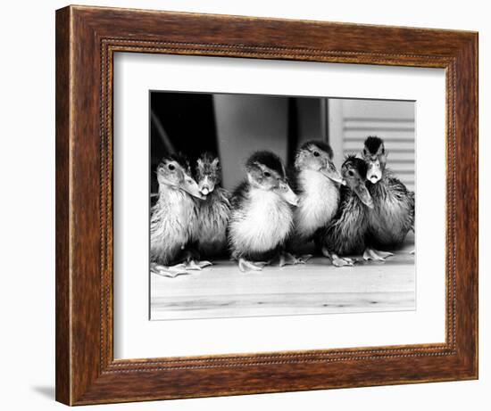 Six Ducklings Who were Abandoned by Their Mother, Being Given Swimming Lessons, July 1977-null-Framed Photographic Print