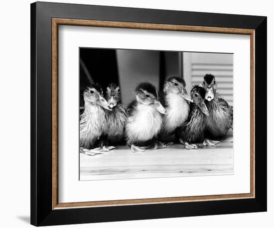 Six Ducklings Who were Abandoned by Their Mother, Being Given Swimming Lessons, July 1977-null-Framed Photographic Print