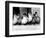 Six Ducklings Who were Abandoned by Their Mother, Being Given Swimming Lessons, July 1977-null-Framed Photographic Print