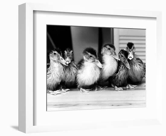 Six Ducklings Who were Abandoned by Their Mother, Being Given Swimming Lessons, July 1977-null-Framed Photographic Print