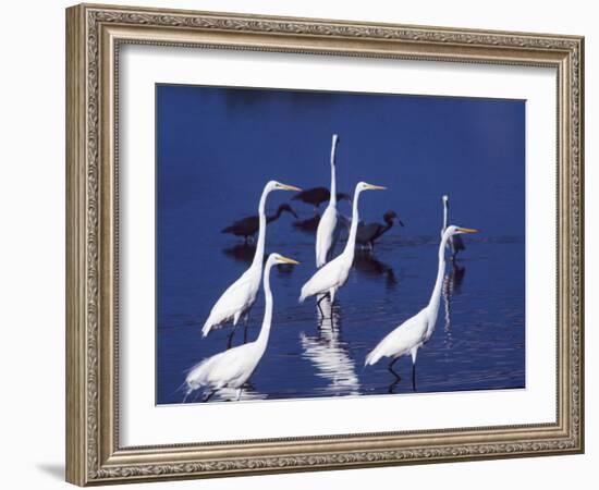 Six Great Egrets Fishing with Tri-colored Herons, Ding Darling NWR, Sanibel Island, Florida, USA-Charles Sleicher-Framed Photographic Print