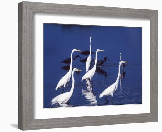 Six Great Egrets Fishing with Tri-colored Herons, Ding Darling NWR, Sanibel Island, Florida, USA-Charles Sleicher-Framed Photographic Print