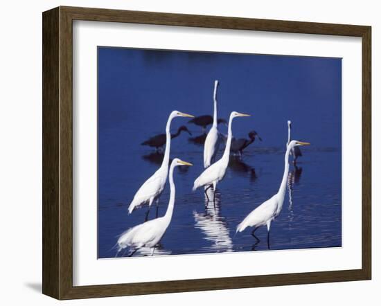 Six Great Egrets Fishing with Tri-colored Herons, Ding Darling NWR, Sanibel Island, Florida, USA-Charles Sleicher-Framed Photographic Print