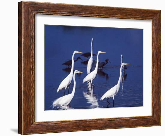 Six Great Egrets Fishing with Tri-colored Herons, Ding Darling NWR, Sanibel Island, Florida, USA-Charles Sleicher-Framed Photographic Print