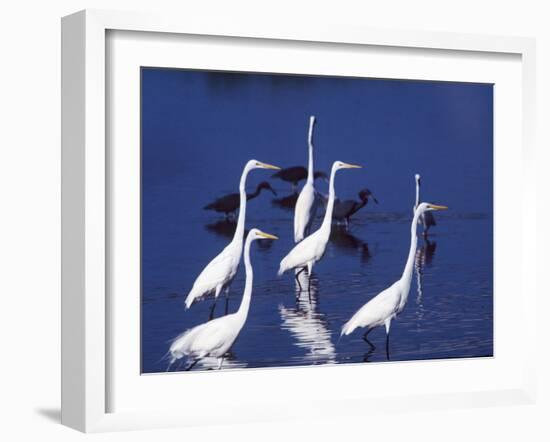 Six Great Egrets Fishing with Tri-colored Herons, Ding Darling NWR, Sanibel Island, Florida, USA-Charles Sleicher-Framed Photographic Print