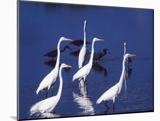 Six Great Egrets Fishing with Tri-colored Herons, Ding Darling NWR, Sanibel Island, Florida, USA-Charles Sleicher-Mounted Photographic Print
