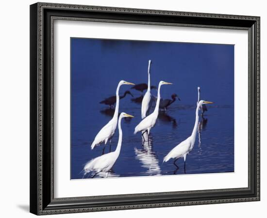 Six Great Egrets Fishing with Tri-colored Herons, Ding Darling NWR, Sanibel Island, Florida, USA-Charles Sleicher-Framed Photographic Print