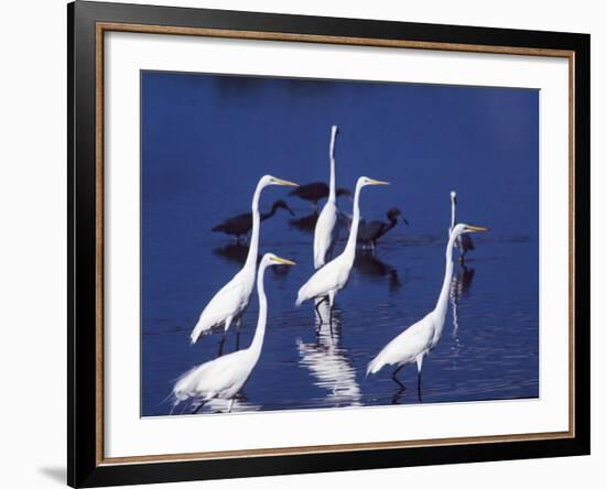 Six Great Egrets Fishing with Tri-colored Herons, Ding Darling NWR, Sanibel Island, Florida, USA-Charles Sleicher-Framed Photographic Print