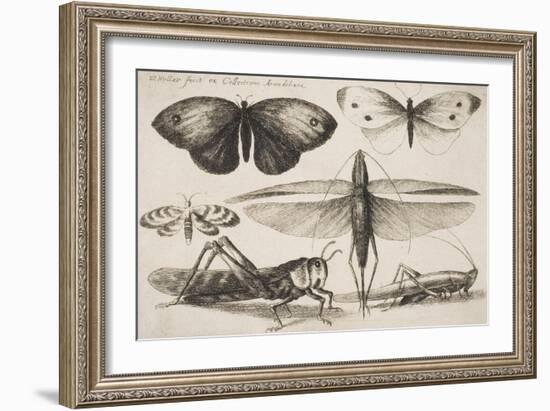 Six Insects, Plate 2 from the Series "Muscarum, Scarabeorum Vermiumque Varie Figure and Formae"-Wenceslaus Hollar-Framed Giclee Print