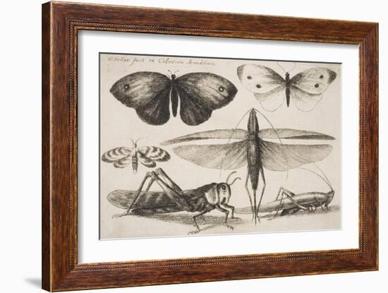 Six Insects, Plate 2 from the Series "Muscarum, Scarabeorum Vermiumque Varie Figure and Formae"-Wenceslaus Hollar-Framed Giclee Print