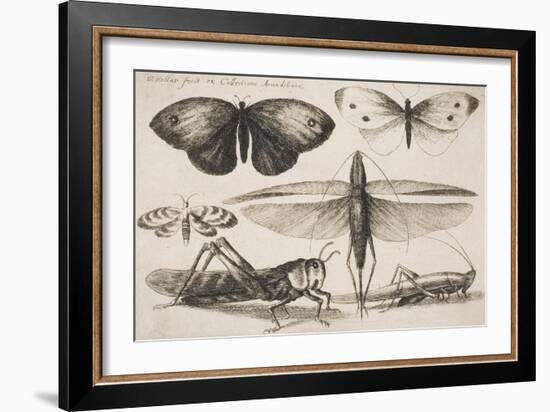 Six Insects, Plate 2 from the Series "Muscarum, Scarabeorum Vermiumque Varie Figure and Formae"-Wenceslaus Hollar-Framed Giclee Print