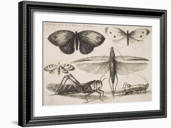 Six Insects, Plate 2 from the Series "Muscarum, Scarabeorum Vermiumque Varie Figure and Formae"-Wenceslaus Hollar-Framed Giclee Print