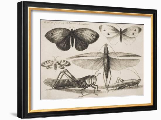 Six Insects, Plate 2 from the Series "Muscarum, Scarabeorum Vermiumque Varie Figure and Formae"-Wenceslaus Hollar-Framed Giclee Print