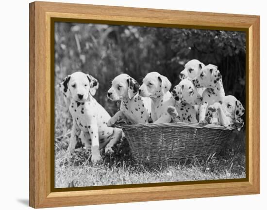 Six of the Puppies are Crowded in the Basket the Seventh is the Clever One as He Sits Outside It-Thomas Fall-Framed Premier Image Canvas