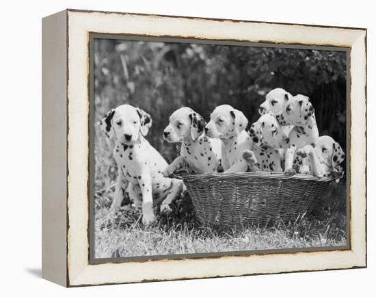 Six of the Puppies are Crowded in the Basket the Seventh is the Clever One as He Sits Outside It-Thomas Fall-Framed Premier Image Canvas