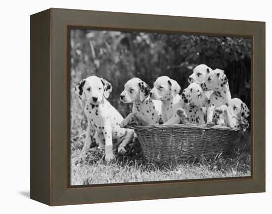 Six of the Puppies are Crowded in the Basket the Seventh is the Clever One as He Sits Outside It-Thomas Fall-Framed Premier Image Canvas